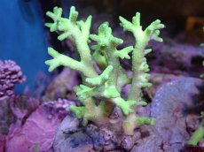 画像1: 【サンゴ】【通販】ブリードトゲサンゴ（Green Polyp）（個体販売）（±9-11ｃｍ）No.9（生体）（サンゴ） (1)