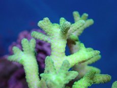 画像2: 【サンゴ】【通販】ブリードトゲサンゴ（Green Polyp）（個体販売）（±9-11ｃｍ）No.9（生体）（サンゴ） (2)