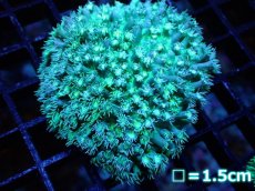 画像1: 【サンゴ】【通販】ハナガササンゴsp. (Ultra Grade/Special Green)【UCA/オーストラリア産】（個体販売）No.7（生体）（サンゴ） (1)