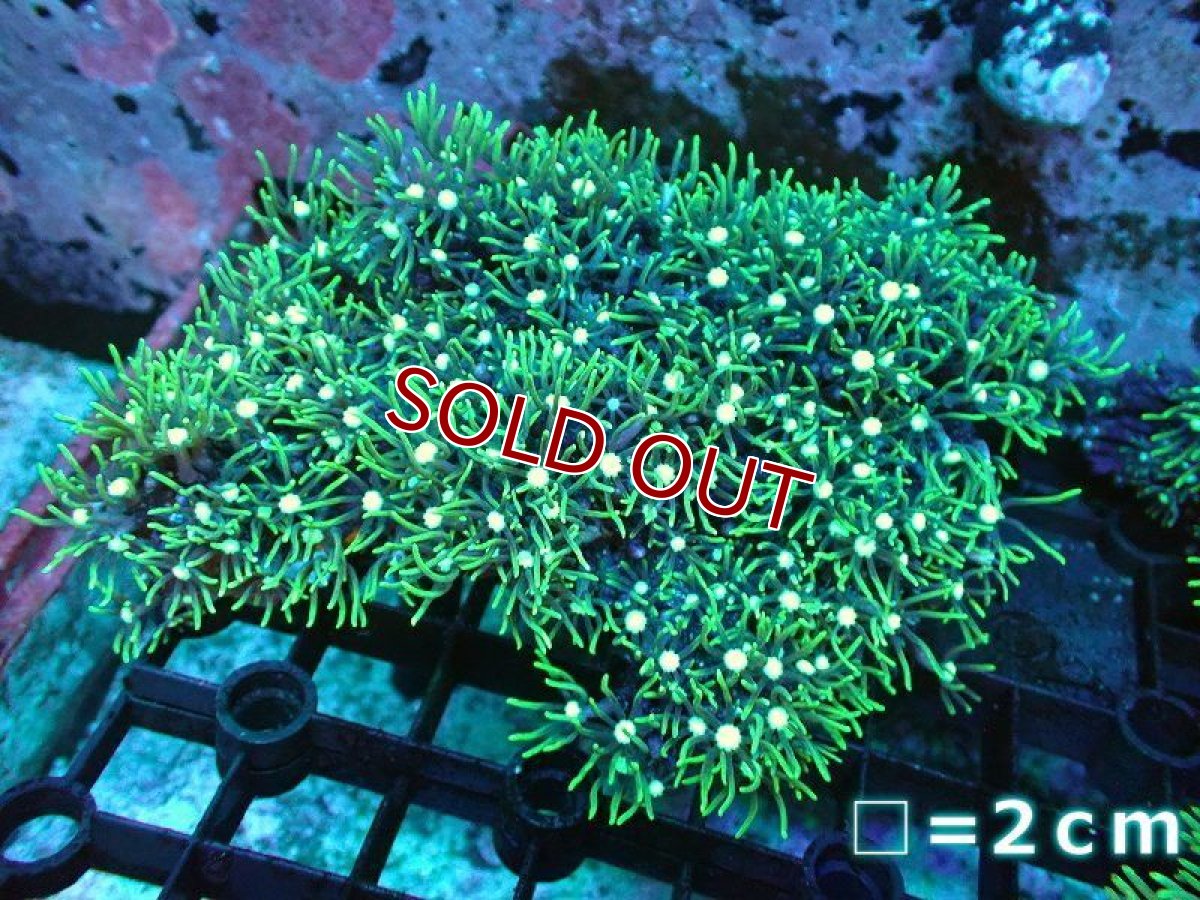 画像1: 【サマーセール20％オフクーポン対象商品】【サンゴ】【通販】スターポリプ（メタリックグリーン）（個体販売）No.4（生体）（サンゴ） (1)