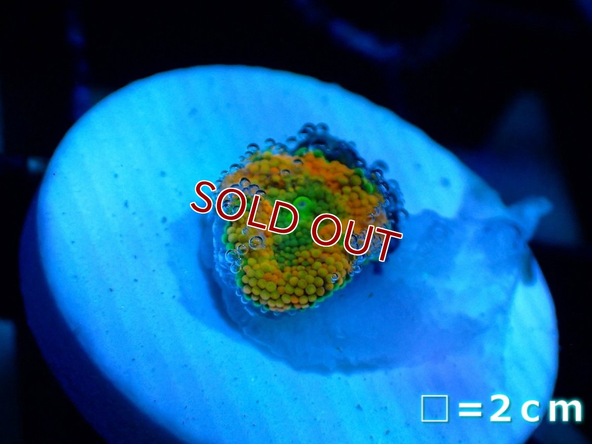 画像1: 【サマーセール20％オフクーポン対象商品】【サンゴ】【通販】カリビアンバブルディスク（Multi)（個体販売）No.1（生体）（サンゴ） (1)