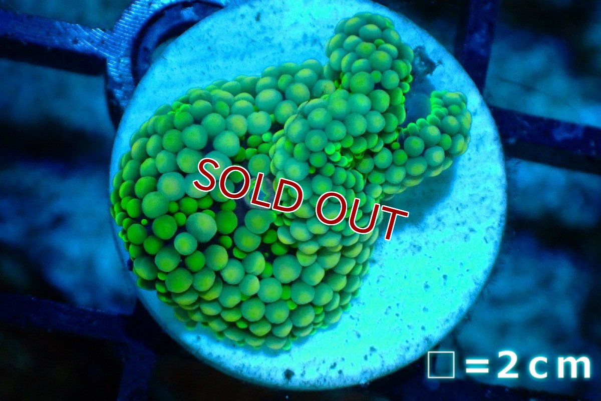 画像1: 【サマーセール20％オフクーポン対象商品】【サンゴ】【通販】カリビアンバブルディスク（Special Green)（個体販売）No.13（生体）（サンゴ） (1)