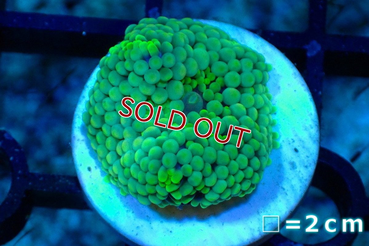 画像1: 【サマーセール20％オフクーポン対象商品】【サンゴ】【通販】カリビアンバブルディスク（Special Green)（個体販売）No.20（生体）（サンゴ） (1)