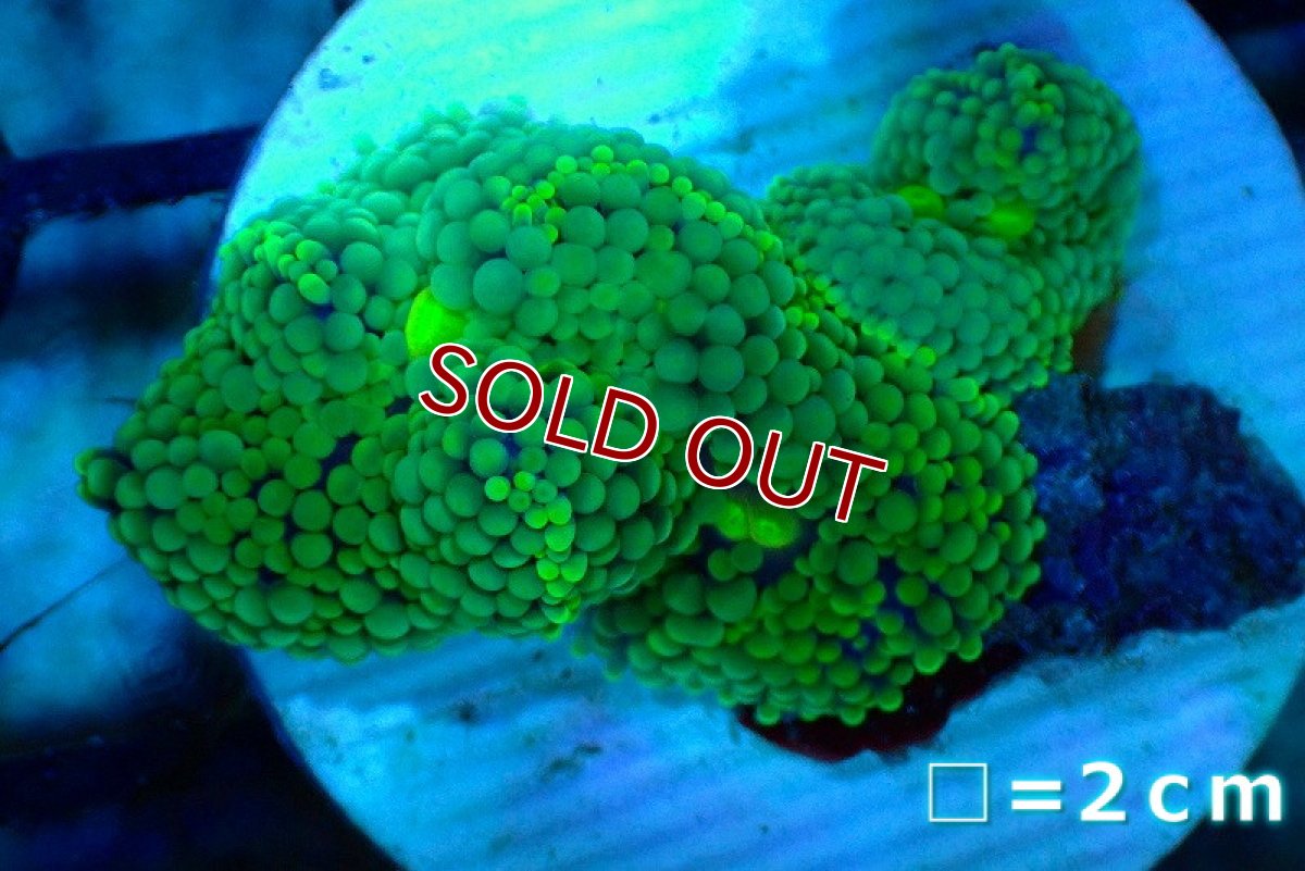 画像1: 【サマーセール20％オフクーポン対象商品】【サンゴ】【通販】カリビアンバブルディスク（Special Green)（個体販売）No.23（生体）（サンゴ） (1)