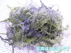 画像1: 【決算セール10％OFFクーポン対象個体】【サンゴ】【通販】餌として、リフジウム水槽にもOK! ウミブドウ（100ｇ）【1パック】（サンプル画像） （生体）（サンゴ） (1)