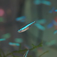 画像2: 【10%OFFクーポンブラックフライデー対象品】【淡水魚】グリーンネオンテトラ【20匹】（生体）【小型カラシン】（熱帯魚）NKIK (2)