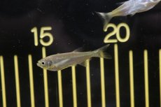 画像2: 【淡水魚】エロンガータハチェット ヤムンダ産 ワイルド【1匹】(珍カラ)（生体）（熱帯魚）NKＣＫ (2)