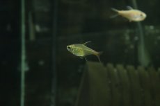 画像1: 【ウィンターセール10％オフ対象】【淡水魚】【通販】ヘミグラムス マチャドイ マットグロッソ産 ワイルド【１匹 サンプル画像】(珍カラ)(生体)(熱帯魚)NKCK (1)