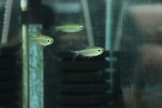 画像2: 【ウィンターセール10％オフ対象】【淡水魚】【通販】大特価 フェニックスコンゴテトラ BANDUNDU産 ワイルド【１匹 サンプル画像】 (2)