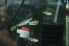 画像3: 【ウィンターセール10％オフ対象】【淡水魚】【通販】大特価 フェニックスコンゴテトラ BANDUNDU産 ワイルド【１匹 サンプル画像】 (3)