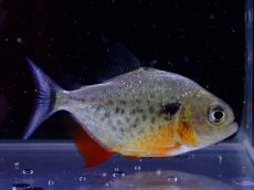 画像1: 【淡水魚】【通販】ピラニア ノタータス コロンビア産 ワイルド【1匹 サンプル画像】(±4cm)（大型魚）（生体）（熱帯魚）NKO (1)