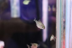 画像2: 【淡水魚】【通販】ピラニア ベビー ヒレボロ了承【１匹 サンプル画像】(大型魚)(生体)(熱帯魚)NKO (2)