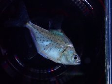 画像1: 【淡水魚】【通販】爆安 カタリーナピラニア【１匹 サンプル画像】(±4cm)(大型魚)(生体)(熱帯魚)NKO (1)