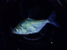 画像2: 【淡水魚】【通販】爆安 カタリーナピラニア【１匹 サンプル画像】(±4cm)(大型魚)(生体)(熱帯魚)NKO (2)