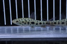 画像1: 【淡水魚】変わり種 レポリヌス ストロベリー ゴールデン【1匹 サンプル画像】(±5-6cm)(カラシン)(生体)(熱帯魚)NK (1)