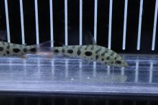 画像3: 【淡水魚】変わり種 レポリヌス ストロベリー ゴールデン【1匹 サンプル画像】(±5-6cm)(カラシン)(生体)(熱帯魚)NK (3)