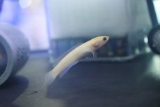 画像1: 【ハロウィンセール対象商品】【淡水魚】激安 超激レア ゴールデンタイプ チャンナ リムバータ【1匹 サンプル画像】(±5-6cm)(生体)(熱帯魚)NKO (1)