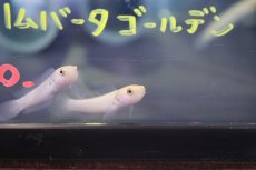 画像3: 【ハロウィンセール対象商品】【淡水魚】激安 超激レア ゴールデンタイプ チャンナ リムバータ【1匹 サンプル画像】(±5-6cm)(生体)(熱帯魚)NKO (3)