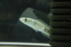 画像4: 【淡水魚】激安 新種？ ブルーマルリウス ブラックスポット ワイルド【１匹 サンプル画像】(±7-10cm)(大型魚)(生体)(熱帯魚)NKO (4)