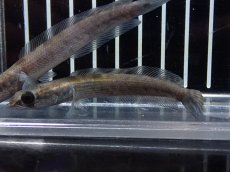 画像1: 【淡水魚】【通販】大特価 チャンナ メラノプテルス サンピット産【1匹 サンプル画像】(±8cm)大型魚・スネークヘッド（生体）（熱帯魚）NKO (1)