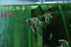 画像2: 【淡水魚】【通販】ゼブラエンゼルフィッシュ【１匹 サンプル画像】(エンゼルフィッシュ)(生体)(熱帯魚)NK (2)