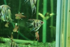 画像3: 【淡水魚】【通販】ゼブラエンゼルフィッシュ【１匹 サンプル画像】(エンゼルフィッシュ)(生体)(熱帯魚)NK (3)