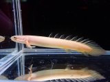 淡水魚】【通販】大特価 人工飼料OK 淡水 ジャイアントグルーパー タマカイ【１匹サンプル画像】(±10cm)(生体)(熱帯魚)NKO -  ペットバルーン ネットショップ