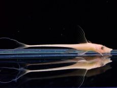 画像1: 【サマーセール10％オフクーポン対象商品】【淡水魚】激レア ゴールデンロイヤルファロエラ【1匹 サンプル画像】(±6cm)（ロリカリア）（生体）（熱帯魚）NKRK (1)