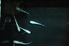 画像2: 【淡水魚】サンセット極龍メダカ【１匹 サンプル画像】(変わりメダカ)(生体)(熱帯魚)NKKM (2)