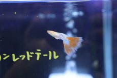 画像1: 【淡水魚】【通販】国産 RREA アクアマリンレッドテールグッピー【１ペア サンプル画像】(グッピー)(生体)(熱帯魚)NK (1)