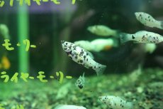 画像1: 【淡水魚】【通販】ダルメシアンモーリー【１匹 サンプル画像】(モーリー、プラティ)(生体)(熱帯魚)NK (1)