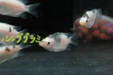 画像4: 【淡水魚】【通販】珍種 マーブルキッシンググラミー【1匹 サンプル画像】（グラミー）（生体）（熱帯魚）NK (4)