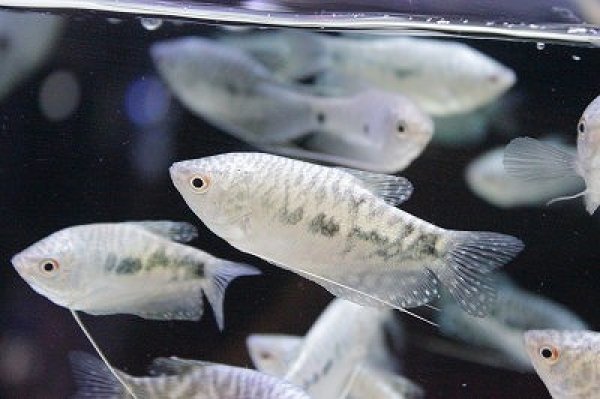 淡水魚】お取り寄せ マーブルグラミー【3匹】（生体）【アナバス】（熱帯魚） - ペットバルーン ネットショップ