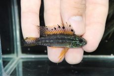 画像4: 【淡水魚】爆安 アピストグラマ ビタエニアータ カレイロ産【1匹 サンプル画像】（アピストグラマ）（生体）（熱帯魚）NKAP (4)