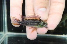 画像5: 【淡水魚】爆安 アピストグラマ ビタエニアータ カレイロ産【1匹 サンプル画像】（アピストグラマ）（生体）（熱帯魚）NKAP (5)