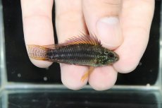 画像6: 【淡水魚】爆安 アピストグラマ ビタエニアータ カレイロ産【1匹 サンプル画像】（アピストグラマ）（生体）（熱帯魚）NKAP (6)