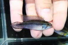 画像1: 【淡水魚】大特価 オスLサイズ アピストグラマ アガシジィ オリキシミーナ産 ワイルド【1匹 サンプル画像】(生体)(熱帯魚)NKAP (1)