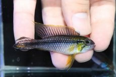 画像2: 【淡水魚】大特価 オスLサイズ アピストグラマ アガシジィ オリキシミーナ産 ワイルド【1匹 サンプル画像】(生体)(熱帯魚)NKAP (2)