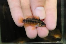 画像1: 【淡水魚】【通販】激安 アピストグラマ マクマステリー コロンビア産 ワイルド【1匹 サンプル画像】（アピストグラマ）（生体）（熱帯魚）NKAP (1)