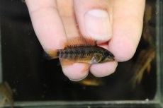 画像2: 【淡水魚】【通販】激安 アピストグラマ マクマステリー コロンビア産 ワイルド【1匹 サンプル画像】（アピストグラマ）（生体）（熱帯魚）NKAP (2)