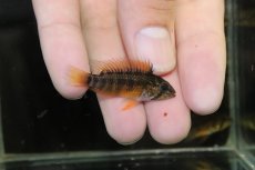 画像3: 【淡水魚】【通販】激安 アピストグラマ マクマステリー コロンビア産 ワイルド【1匹 サンプル画像】（アピストグラマ）（生体）（熱帯魚）NKAP (3)