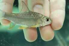 画像2: 【淡水魚】【通販】レモンフィンバルブ【１匹 サンプル画像】(±6cm)(大型魚)(生体)(熱帯魚)NKO (2)