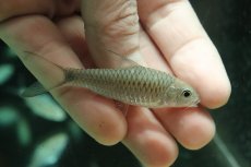 画像1: 【淡水魚】【通販】ゴールデンマハシール【１匹 サンプル画像】(±5cm)(大型魚)(生体)(熱帯魚)NKO (1)