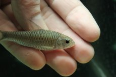 画像2: 【淡水魚】【通販】ゴールデンマハシール【１匹 サンプル画像】(±5cm)(大型魚)(生体)(熱帯魚)NKO (2)