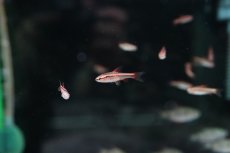 画像1: 【淡水魚】【通販】チェリーバルブ【１匹 サンプル画像】(コイ科)(生体)(熱帯魚)NK (1)