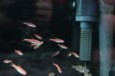 画像2: 【淡水魚】【通販】チェリーバルブ【１匹 サンプル画像】(コイ科)(生体)(熱帯魚)NK (2)