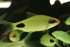 画像1: 【淡水魚】【通販】マスカラバルブ【１匹 サンプル画像】(±10cm)(大型魚)(生体)(熱帯魚)NKO (1)