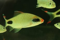 画像2: 【淡水魚】【通販】マスカラバルブ【１匹 サンプル画像】(±10cm)(大型魚)(生体)(熱帯魚)NKO (2)