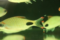 画像3: 【淡水魚】【通販】マスカラバルブ【１匹 サンプル画像】(±10cm)(大型魚)(生体)(熱帯魚)NKO (3)