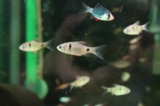 画像3: 【淡水魚】【通販】オデッサバルブ【１匹 サンプル画像】(コイ科)(生体)(熱帯魚)NK (3)